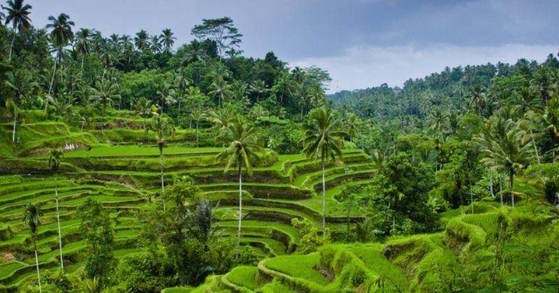 Flickr.com/Tegalalang Rice Terrace